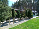Wycinka drzew, pielęgnacja ogrodów - 4