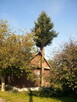 Wycinka drzew, pielęgnacja ogrodów - 3