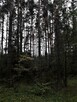 Sprzedam działkę leśną, Ogrodzieniec - Józefów - 1