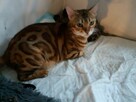 Bengalski Kot- są sliczne rozetowe kocięta - Hod. Kotów Beng - 1