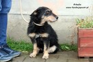 Arkadia - spokojna sunia - 4