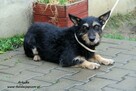 Arkadia - spokojna sunia - 6