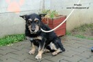 Arkadia - spokojna sunia - 2