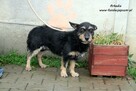 Arkadia - spokojna sunia - 8