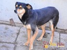KRYSTYNKA- Delikatna spokojna sunia prosi o dobry dom - 4