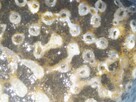 Koralowiec Syringopora skamielina - 3