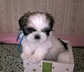 Shih Tzu szczeniaczki z rodowodem ZKwP(FCI) Olsztyn - 11