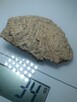 Koralowiec denkowy Favosites skamielina - 7