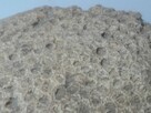Koralowiec denkowy Favosites skamielina - 2