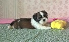 Shih Tzu szczeniaczki z rodowodem ZKwP(FCI) Olsztyn - 4