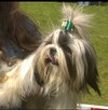Shih Tzu szczeniaczki z rodowodem ZKwP(FCI) Olsztyn - 13