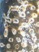 Koralowiec Syringopora skamielina - 2
