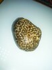 Koralowiec Syringopora skamielina - 5