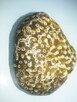 Koralowiec Syringopora skamielina - 4
