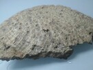 Koralowiec denkowy Favosites skamielina - 4