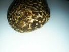 Koralowiec Syringopora skamielina - 7