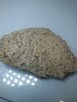 Koralowiec denkowy Favosites skamielina - 3
