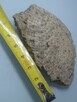 Koralowiec denkowy Favosites skamielina - 1