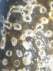 Koralowiec Syringopora skamielina - 6