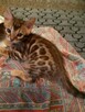 Bengalski Kot- są sliczne rozetowe kocięta - Hod. Kotów Beng - 6