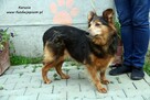 Karusia - delikatna suczka - 4