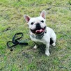 Buldog francuski- reproduktor, krycie - 1