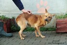 Orzeszka - ruda panienka - 3
