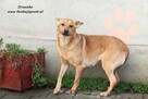 Orzeszka - ruda panienka - 6