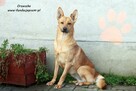 Orzeszka - ruda panienka - 5