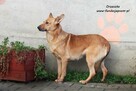 Orzeszka - ruda panienka - 2