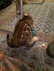 Bengalski Kot- są sliczne rozetowe kocięta - Hod. Kotów Beng - 7