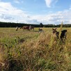 3 ha ziemi rolnej – Stryków/Ciołek – dobra lokata kapitału –