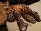 Bengalski Kot- są sliczne rozetowe kocięta - Hod. Kotów Beng - 8