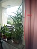Aloes 100cm - 1