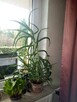 Aloes 100cm - 2
