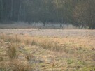 Działka w Ludwikowie, gm. Przygodzice, pow. Ostrów Wlkp. - 4
