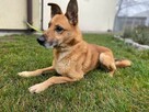 Rudi - młody i zupełnie nieagresywny