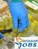 Holandia-Pakowanie owoców w magazynach - 2