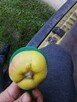 Sprzedam pigwe jabłkowa i sok z pigwa100% - 7