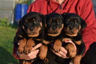 Rottweiler - Śliczne szczeniaczki - Rottweilery