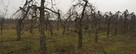 Wycinka sadów od 1 ha za drewno, karczowanie samosiejki. - 3