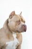 American bully pocket ABKC - 2