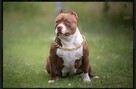 American bully pocket ABKC - 8