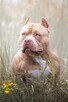 American bully pocket ABKC - 7