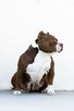 American bully pocket ABKC - 6