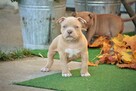 American bully pocket ABKC - 11