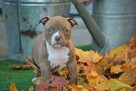American bully pocket ABKC - 10