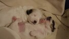 Szczeniaki Jack Russell Terrier - 2