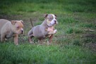 American bully pocket ABKC - 15