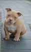 American bully pocket ABKC - 13